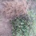 【推荐】大红袍花椒苗花椒树苗河南货源全国发货