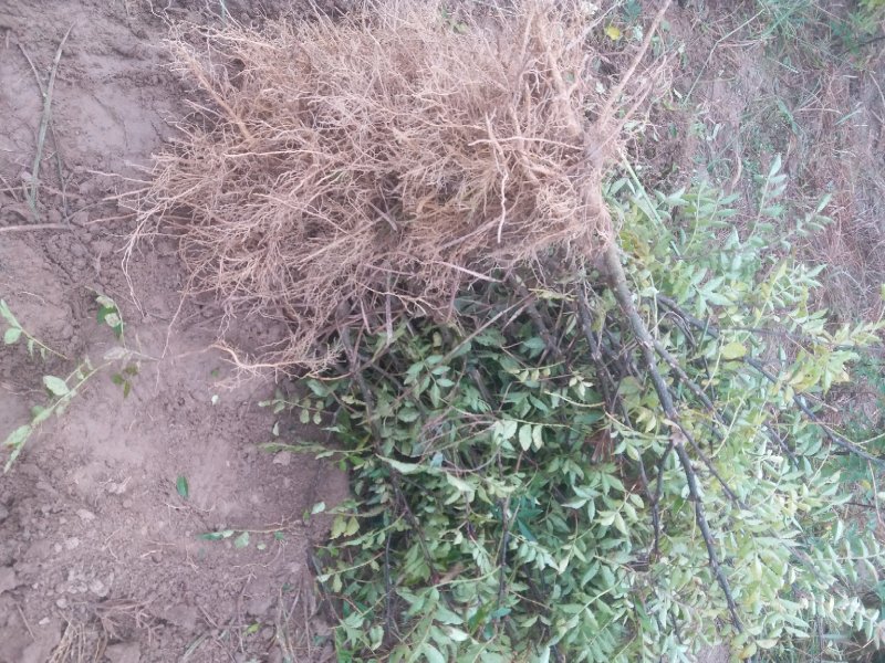 【推荐】大红袍花椒苗花椒树苗河南货源全国发货