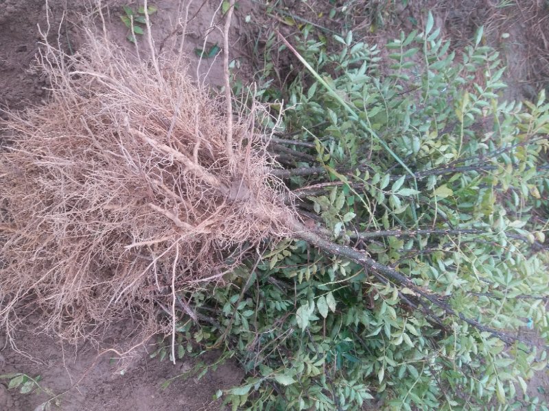 【推荐】大红袍花椒苗花椒树苗河南货源全国发货