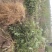 【推荐】大红袍花椒苗花椒树苗河南货源全国发货