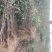 【推荐】大红袍花椒苗花椒树苗河南货源全国发货