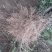 【推荐】大红袍花椒苗花椒树苗河南货源全国发货