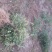 【推荐】大红袍花椒苗花椒树苗河南货源全国发货