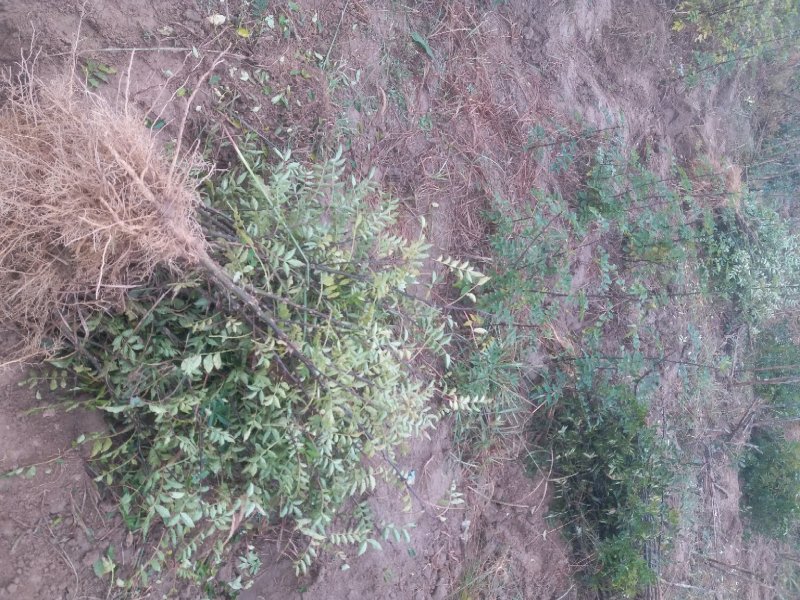 【推荐】大红袍花椒苗花椒树苗河南货源全国发货