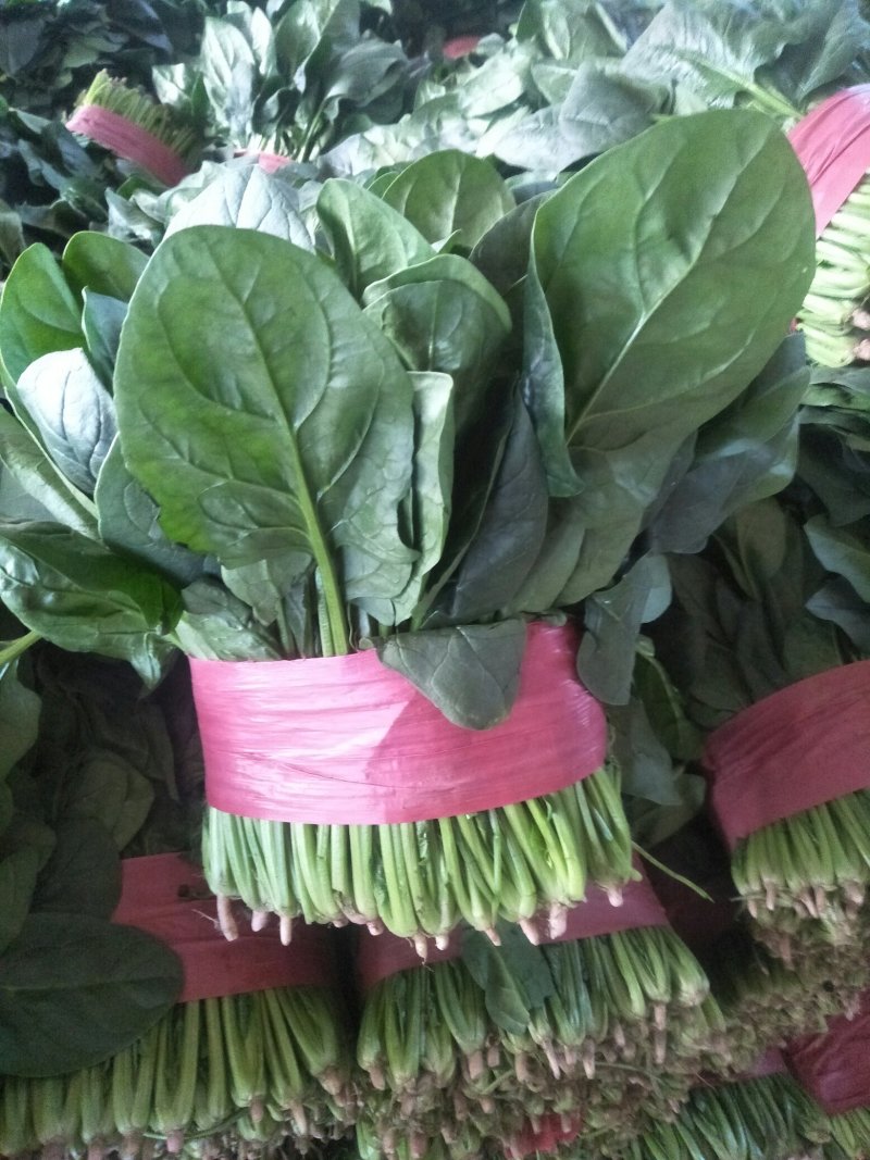 大叶菠菜