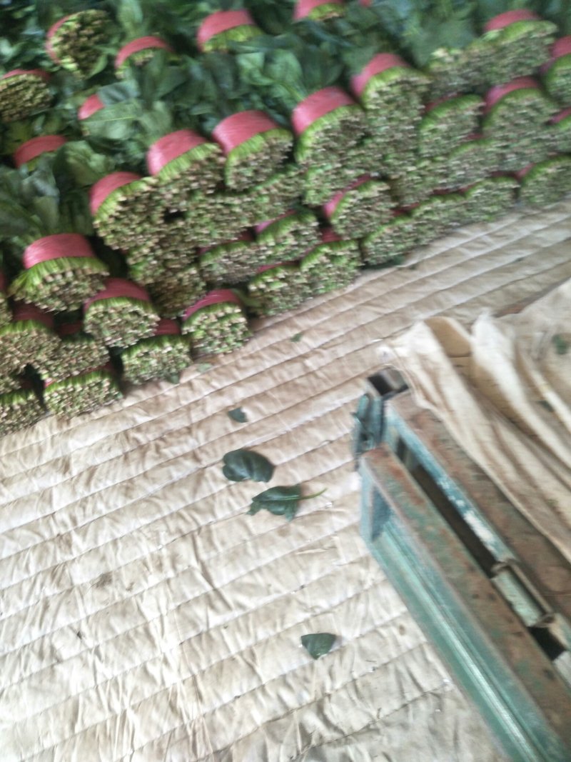 大叶菠菜