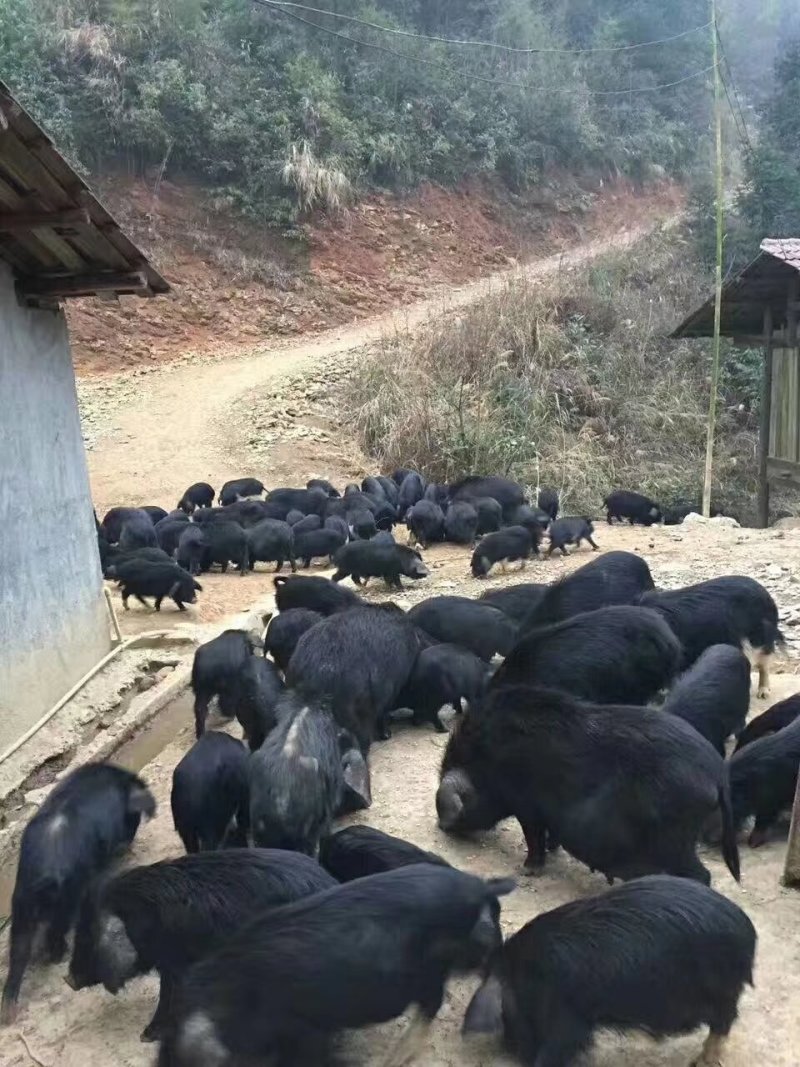藏香猪黑猪猪仔猪场直供