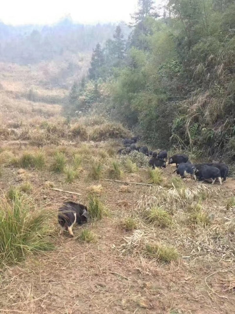 藏香猪黑猪猪仔猪场直供