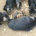 藏香猪黑猪猪仔猪场直供