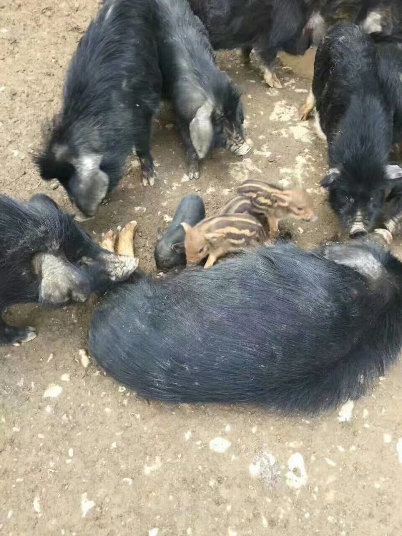 藏香猪黑猪猪仔猪场直供