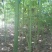 3.4.5青桐