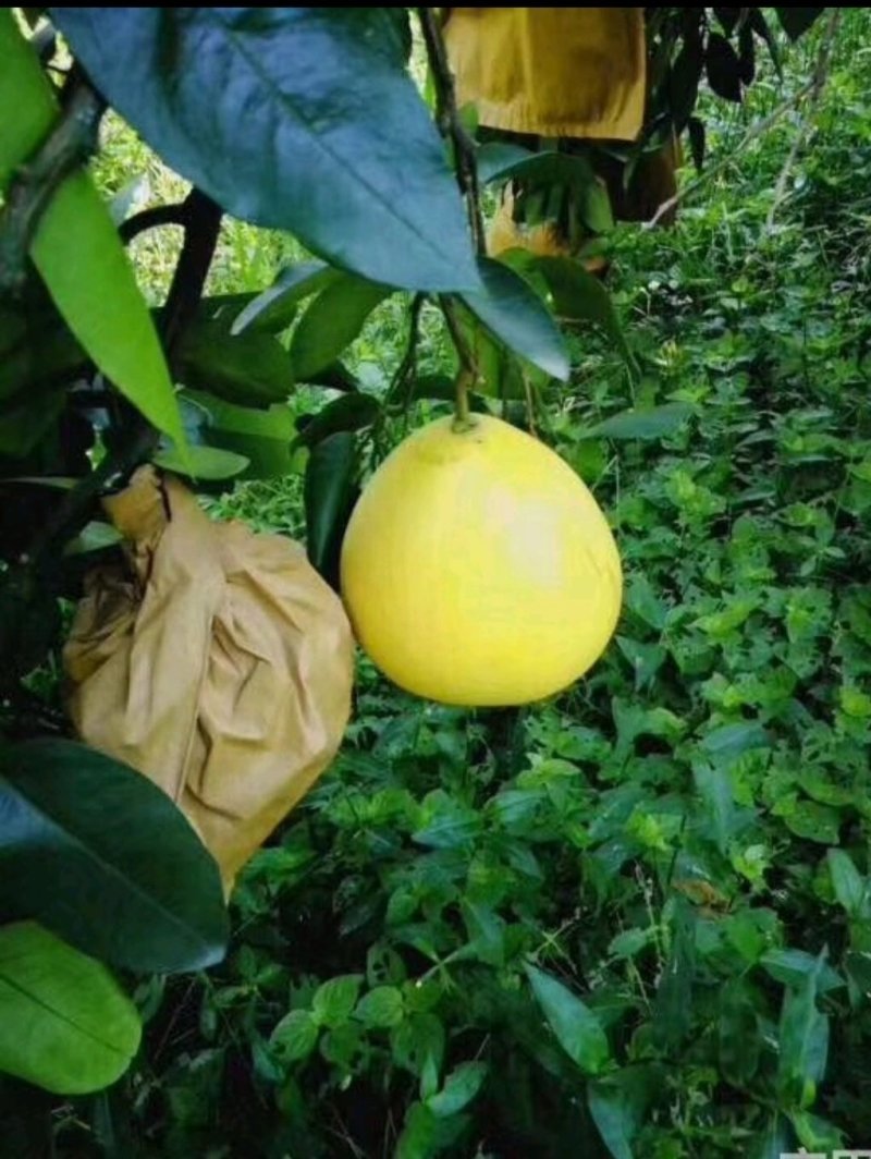 新鲜柚子2斤以上