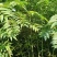 供应一年生，二年生红油香椿苗大量，价格有优惠