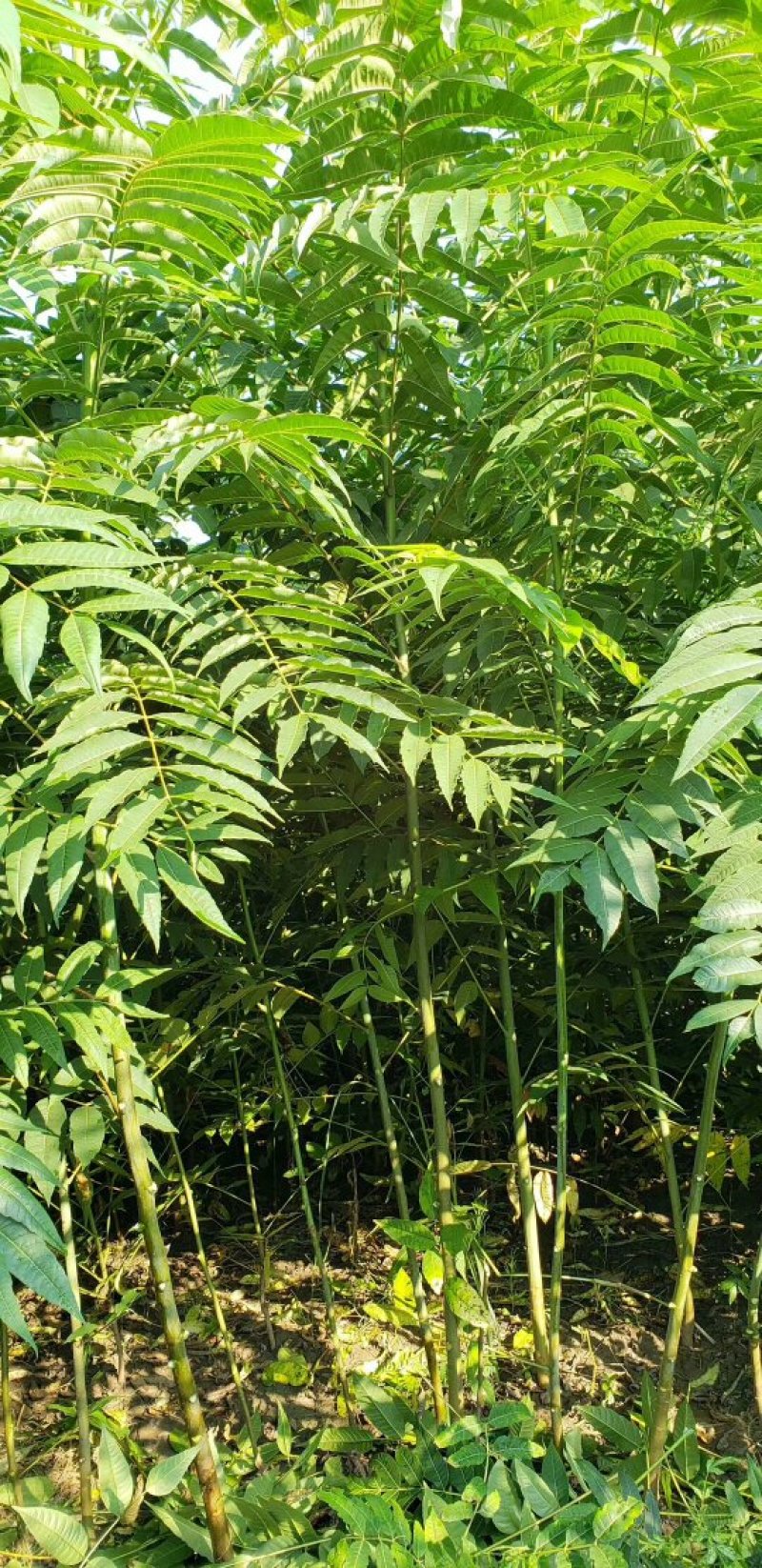 供应一年生，二年生红油香椿苗大量，价格有优惠