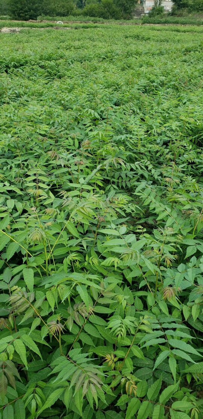 供应一年生，二年生红油香椿苗大量，价格有优惠