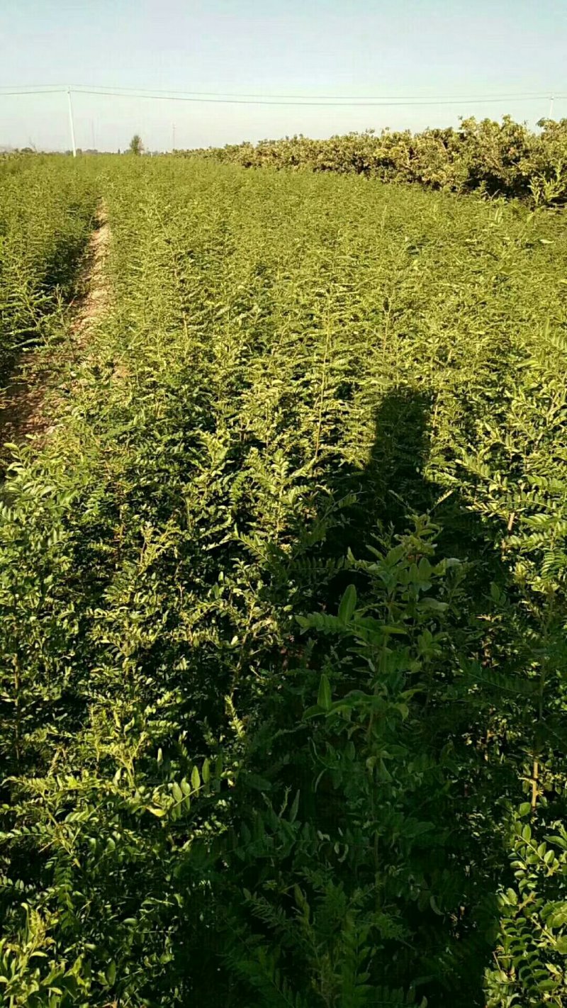 供应皂角苗大刺皂角苗药用皂角苗量大价格优惠