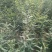 供应皂角苗大刺皂角苗药用皂角苗量大价格优惠