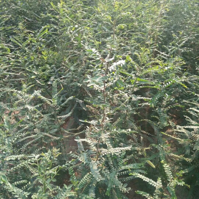 供应皂角苗大刺皂角苗药用皂角苗量大价格优惠