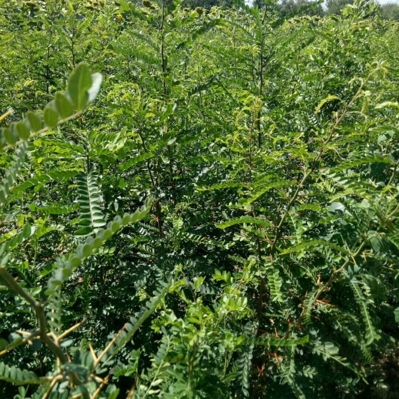 供应皂角苗大刺皂角苗药用皂角苗量大价格优惠
