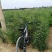 供应皂角苗大刺皂角苗药用皂角苗量大价格优惠