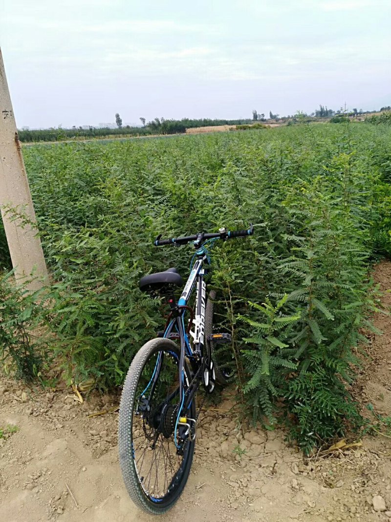 供应皂角苗大刺皂角苗药用皂角苗量大价格优惠