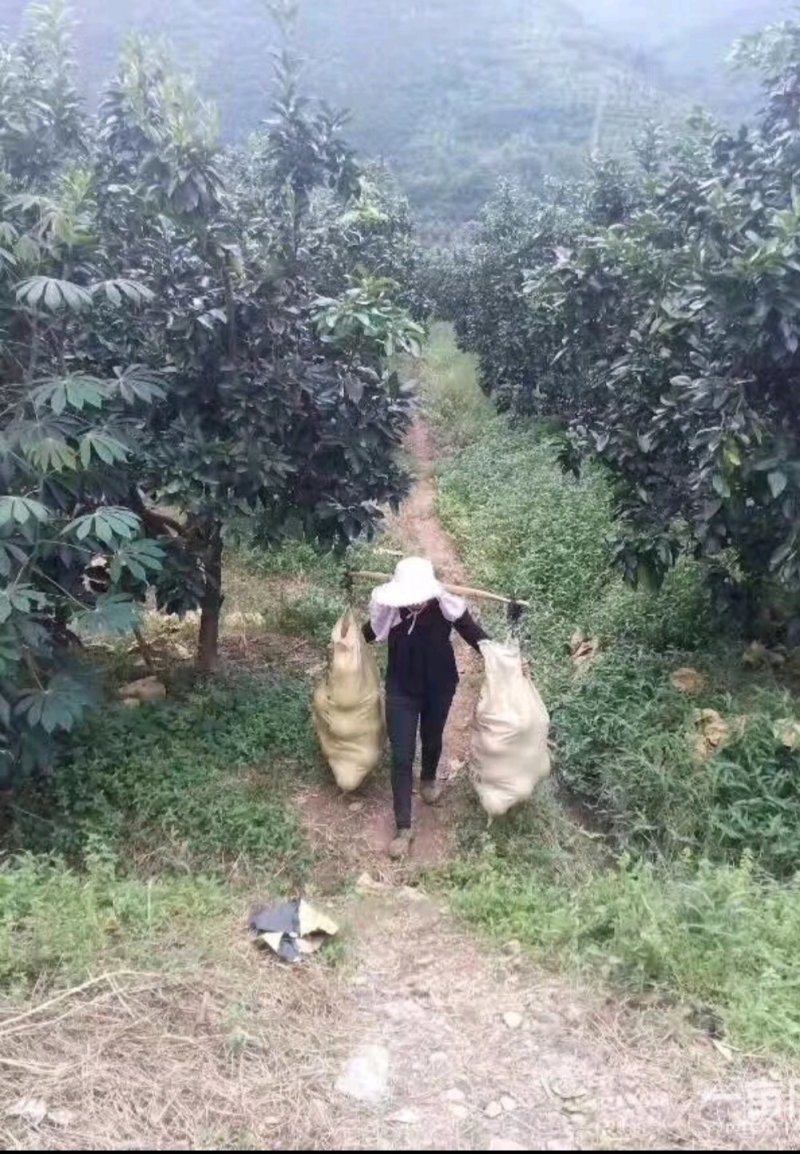 蜜柚