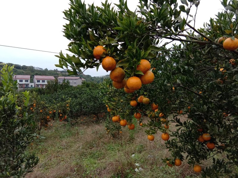 四川碰柑鲜果大量上市欢迎采购