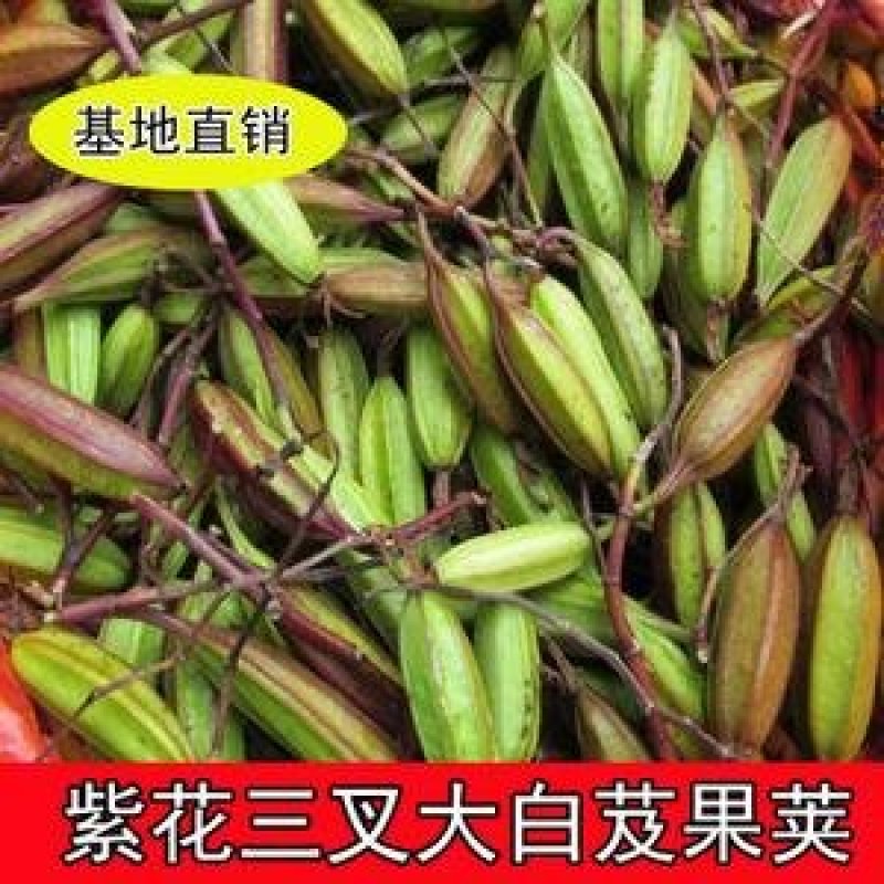 白芨苗，白芨种子，发芽率95%以上