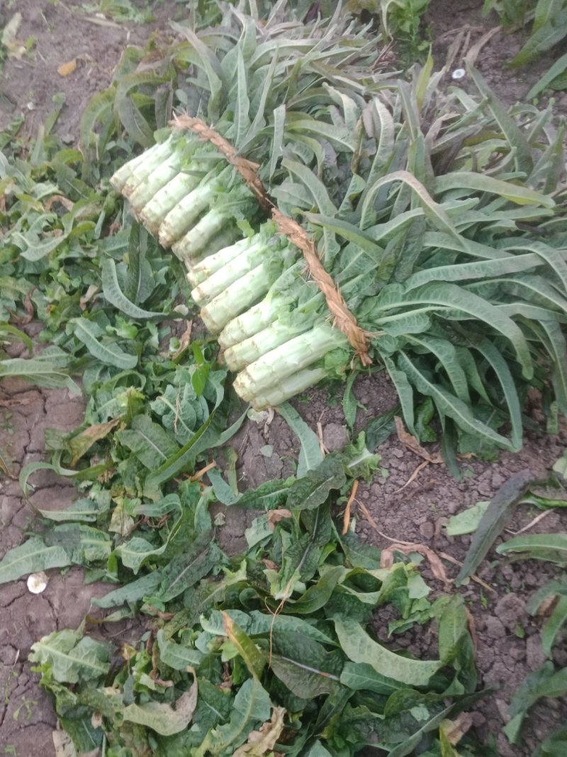 莴笋上市质量好，量大上市