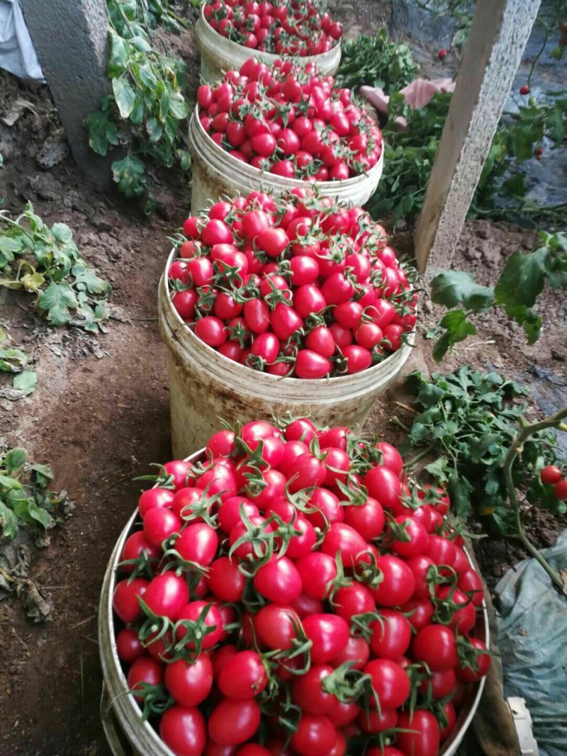 产地常年供应，精品千喜圣女果，10一20克，