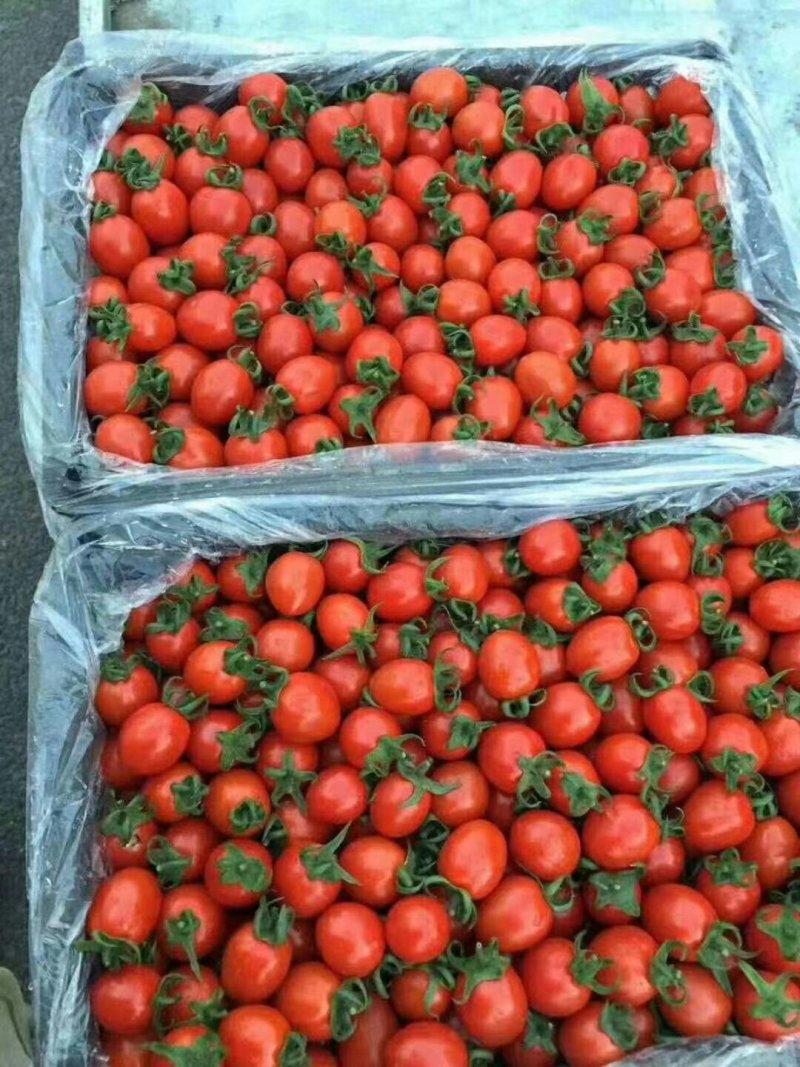 产地常年供应，精品千喜圣女果，10一20克，