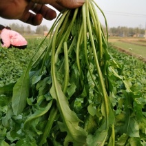 荠菜优质荠菜板叶荠菜