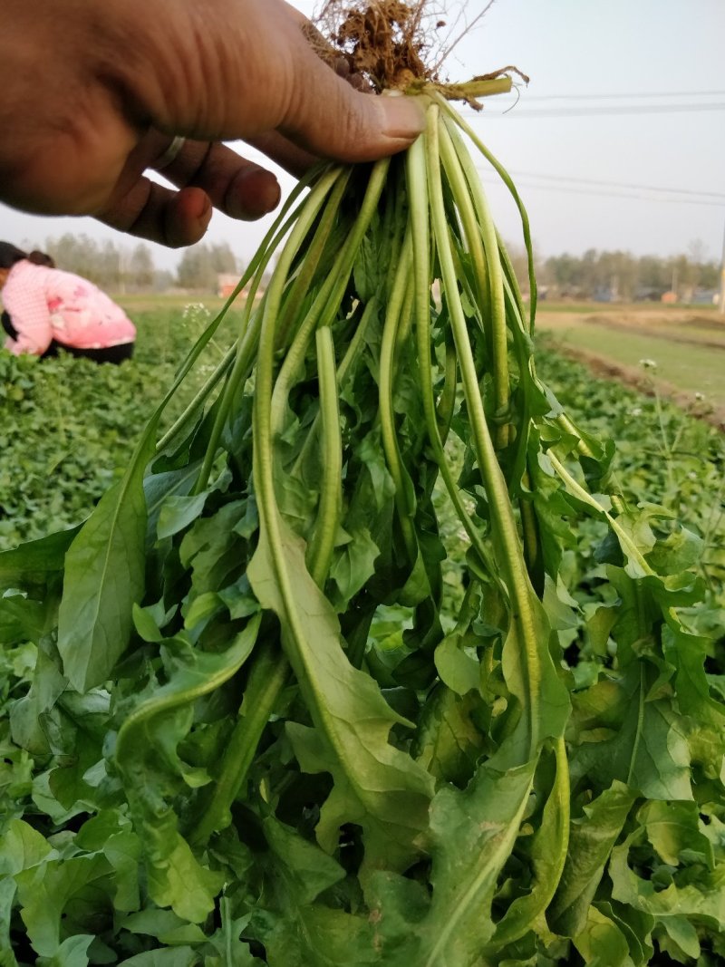 荠菜优质荠菜板叶荠菜