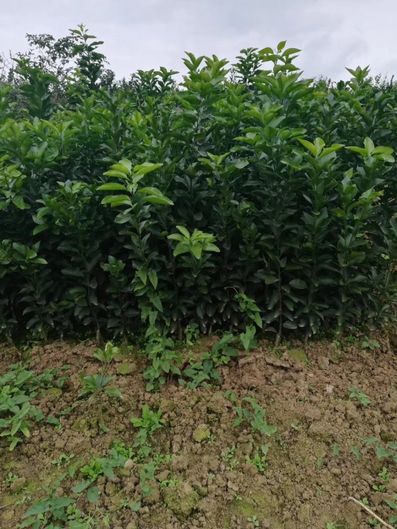 砂糖桔苗金秋砂糖桔苗基地现挖，品种保证