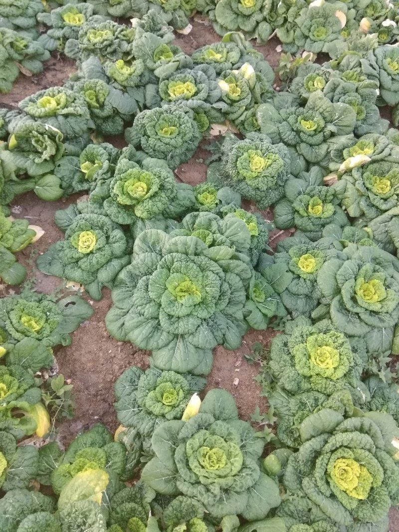 黄心菜
