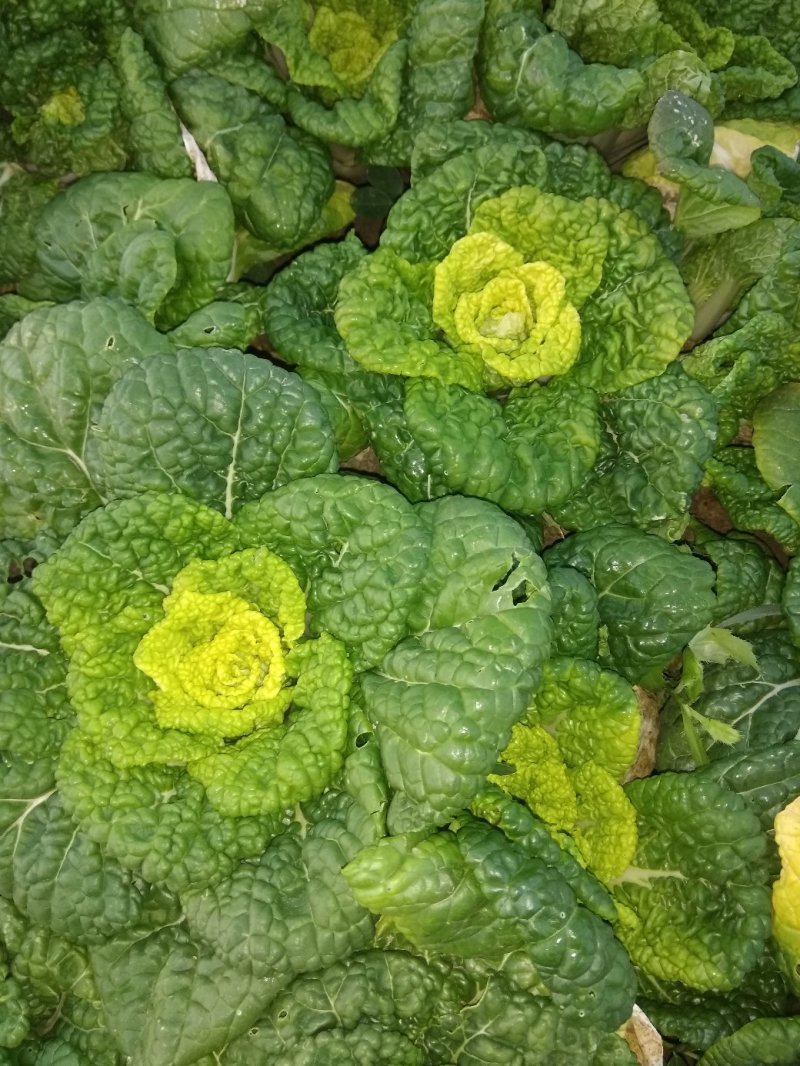 黄心菜