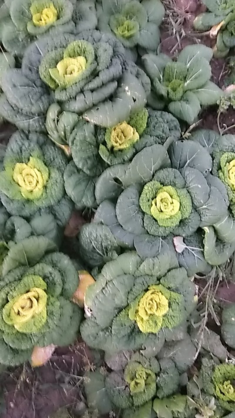 黄心菜