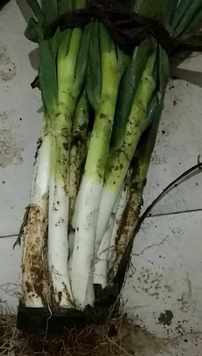 铁葱