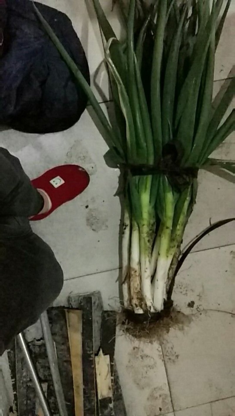 铁葱