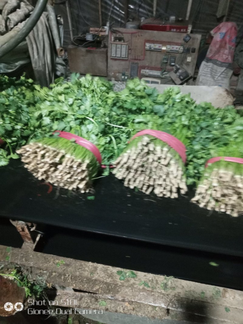 大叶香菜20~30厘米