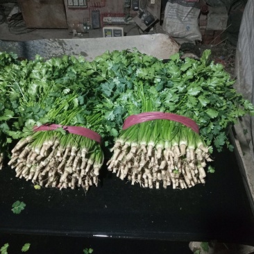 大叶香菜20~30厘米