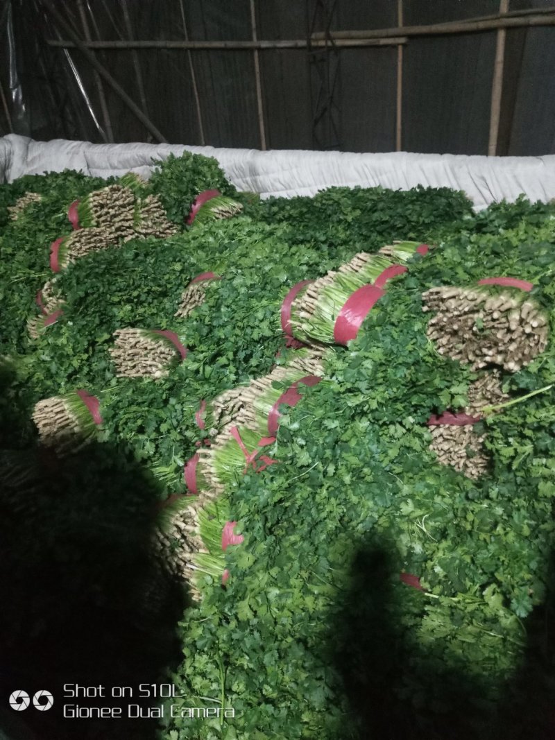 大叶香菜20~30厘米
