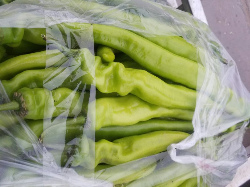 尖椒新乐市尖椒9月份大量上市需要的联系我随到随装车