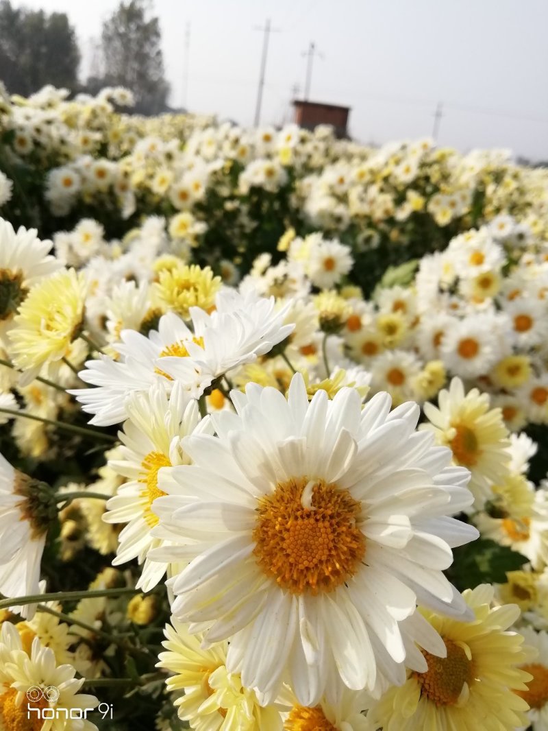 新鲜杭白菊开始采摘了