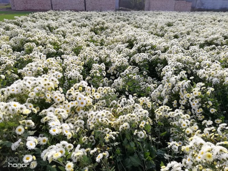 新鲜杭白菊开始采摘了