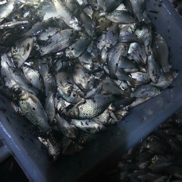 野生鲫鱼
