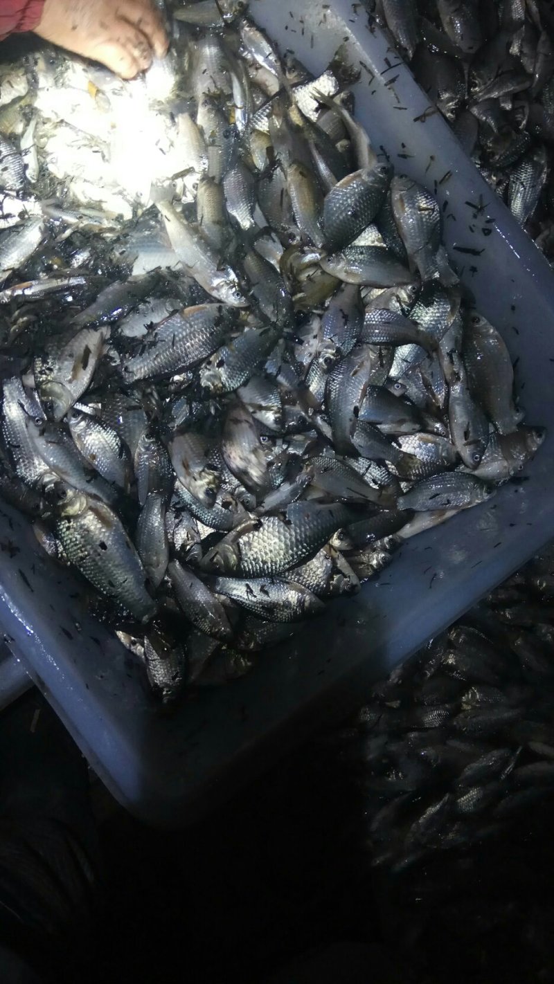 野生鲫鱼
