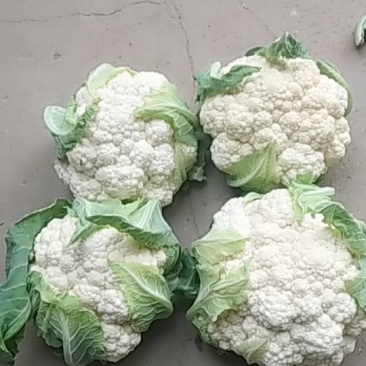 白花、散花