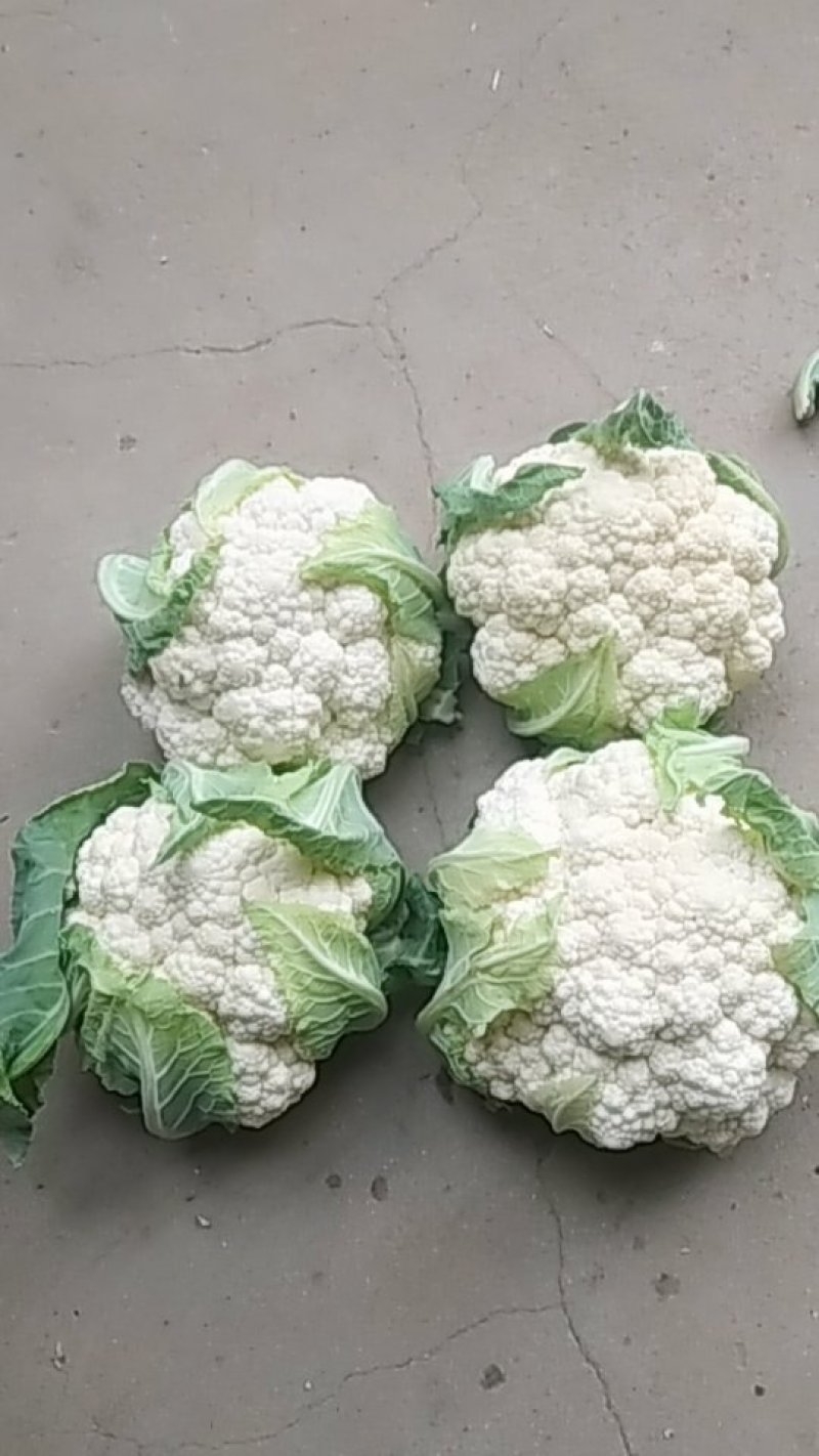 白花、散花