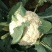 白花、散花